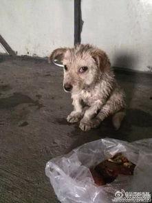 狗狗最新爆料视频播放下载,揭秘萌宠日常，下载观看笑翻天